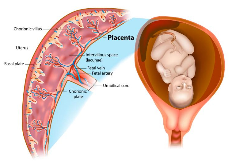 Donating stem cells. Anatomy of the placenta