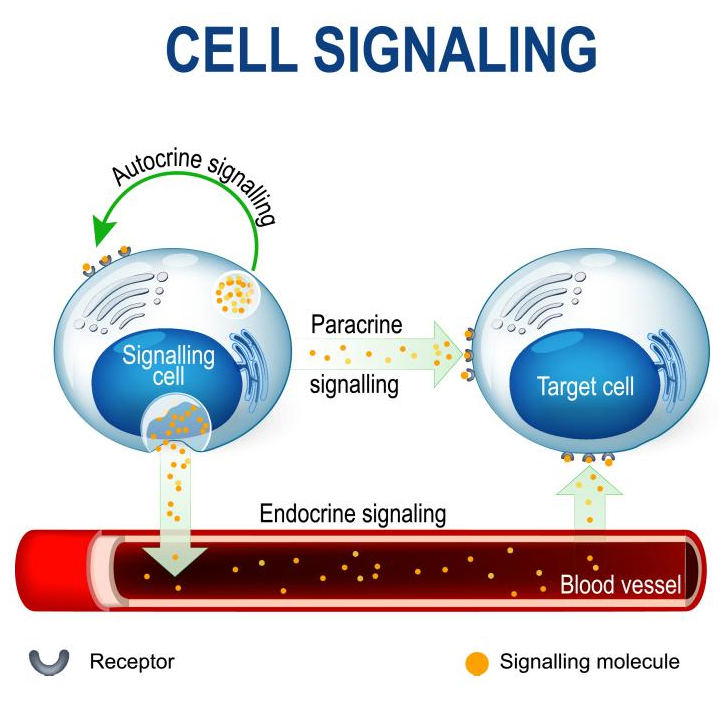 Cytokine regulation. Paracrine effect.