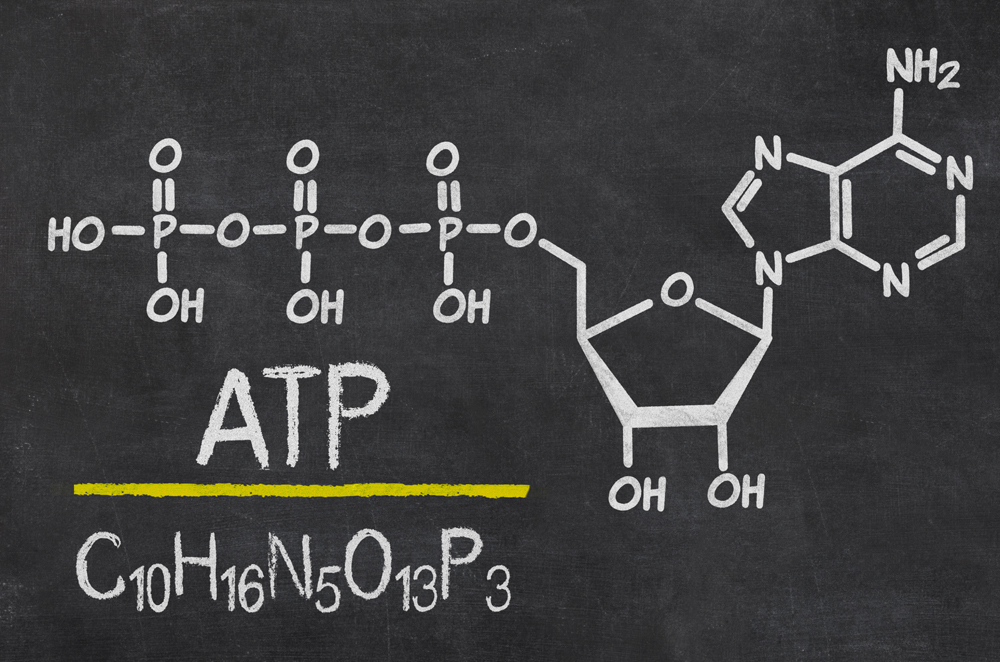 ATP molecule is the universal metabolic “currency”: it provides energy to drive all processes in living cells. It is produced in mitochondria. Various diseases, some toxic drugs, and environmental factors may lead to dysfunctions or disorders at the cellular level and negatively affect ATP production and cause metabolic disorders.