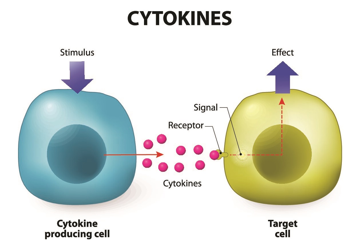 Paracrine effect. How cytokines work.