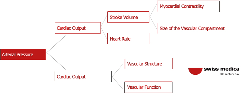 Causes of arterial hypertension