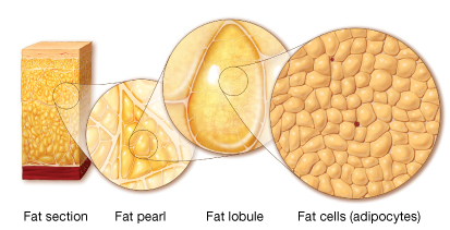 Stem cells extraction from fat
