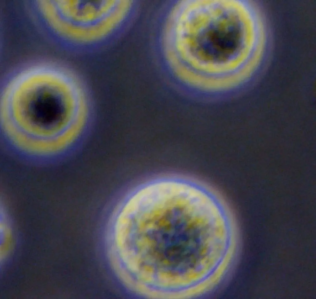 Stem Cell Therapy: A Simple Guide to How It Works | Swiss Medica