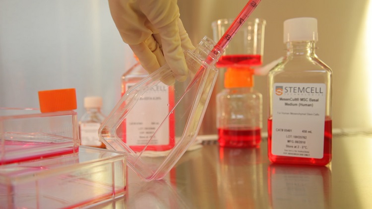Cultivating stem cells