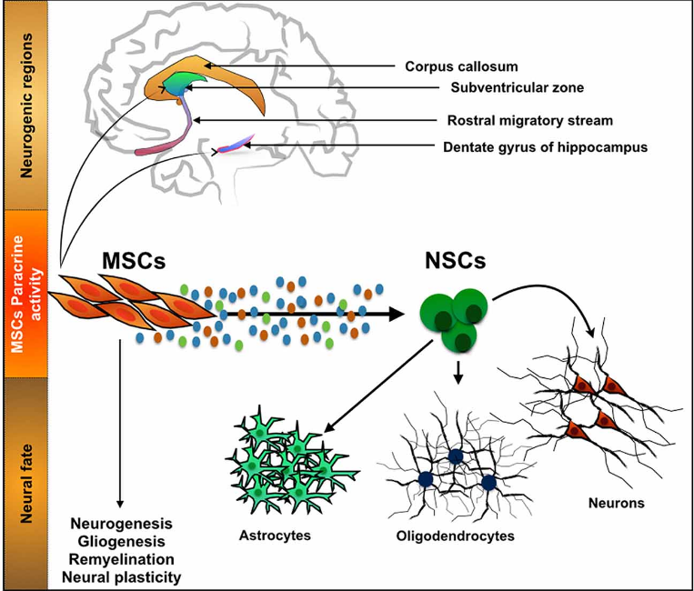 Durch die Sekretion von neuroregulativen Molekülen können MMSCs Prozesse wie die Neurogenese, die Gliogenese, Remyelinisierung und neurale Plastizität beeinflussen.