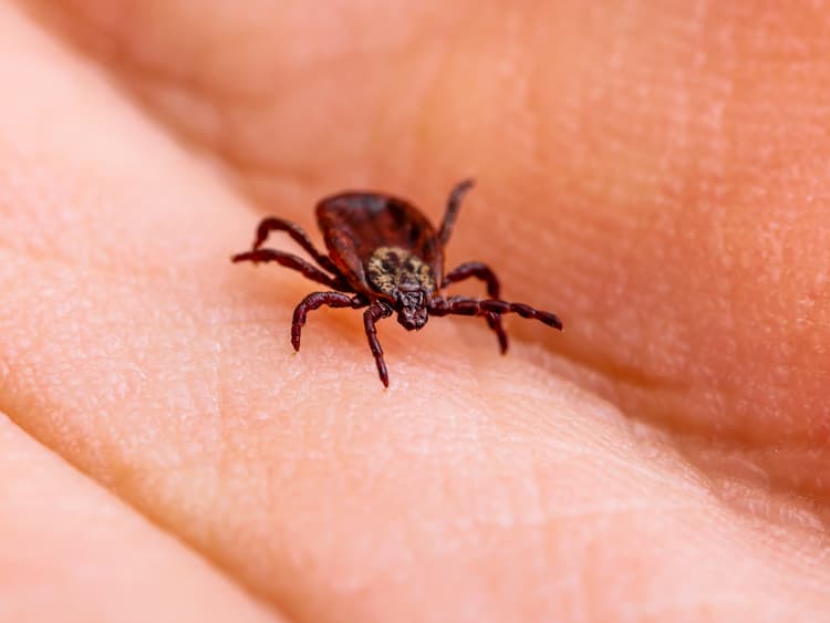 La tique à pattes noires (Ixodes scapularis), également connue sous le nom de tique du cerf ; elle transmet des spirochètes, des bactéries en spirale du genre Borrelia, qui provoquent la maladie de Lyme (borréliose).