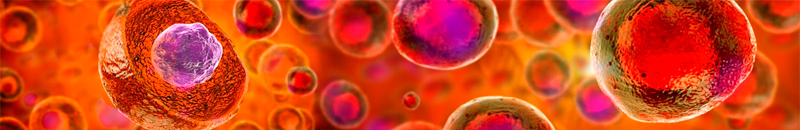 As observed in vitro, stem cells can divide, replenish and mature into the specialised cell types which then construct tissues and organs.