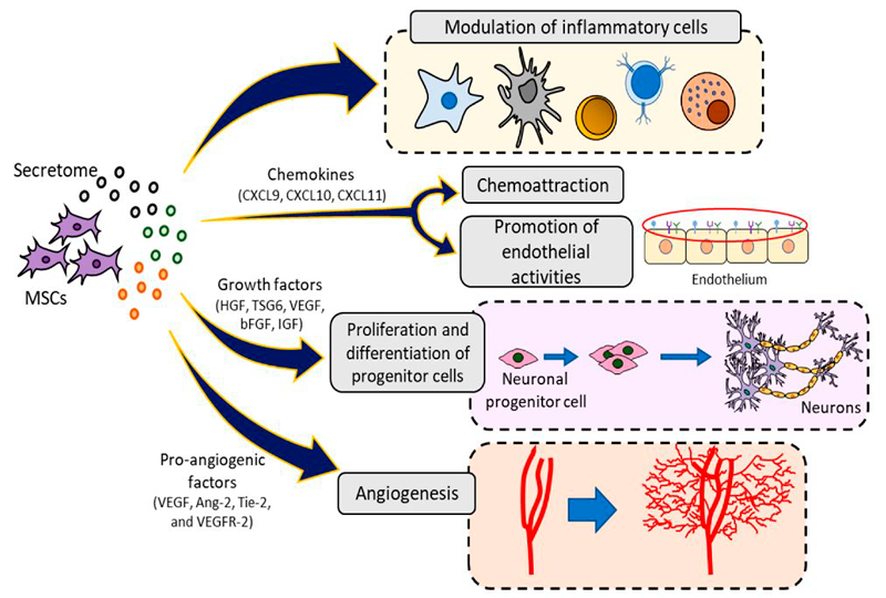 MSCs secrete biologically active molecules that can affect various pathological processes.