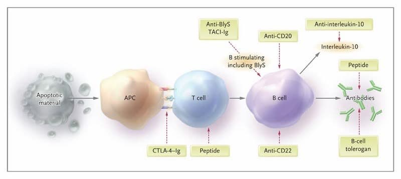 Stem Cell Treatment for Systemic Lupus Erythematosus