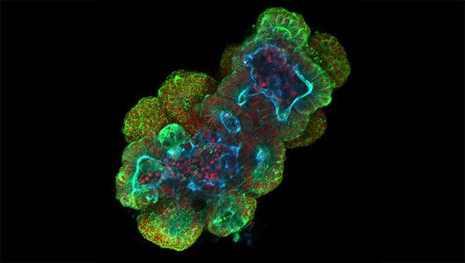 Intestinal mouse organoid