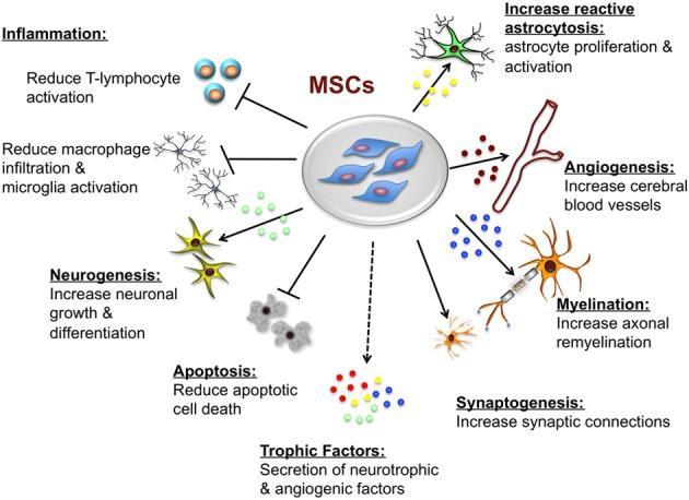 Primary Progressive Multiple Sclerosis (PPMS): The Hardest Nut to Crack Among 4 MS Types