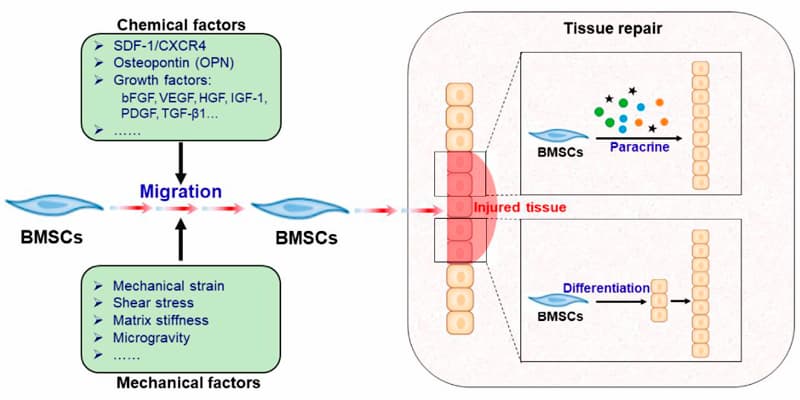 Anti-Ageing Treatment with Stem Cells