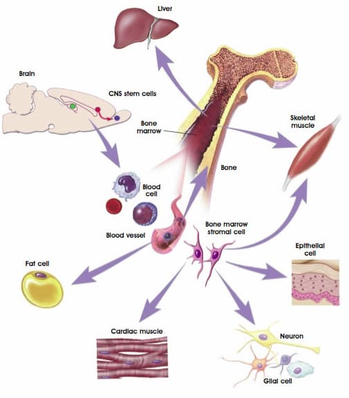 What Are Stem Cells? Stem Cells Studies and Researches