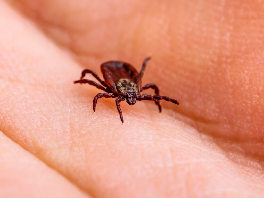 Trattamento con le cellule staminali della malattia di Lyme