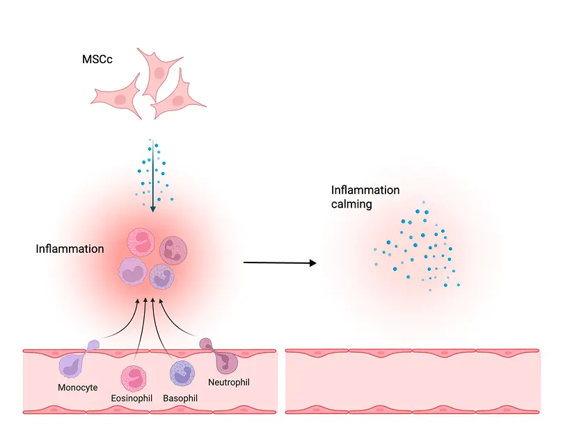 Anti-inflammatory stem cell action