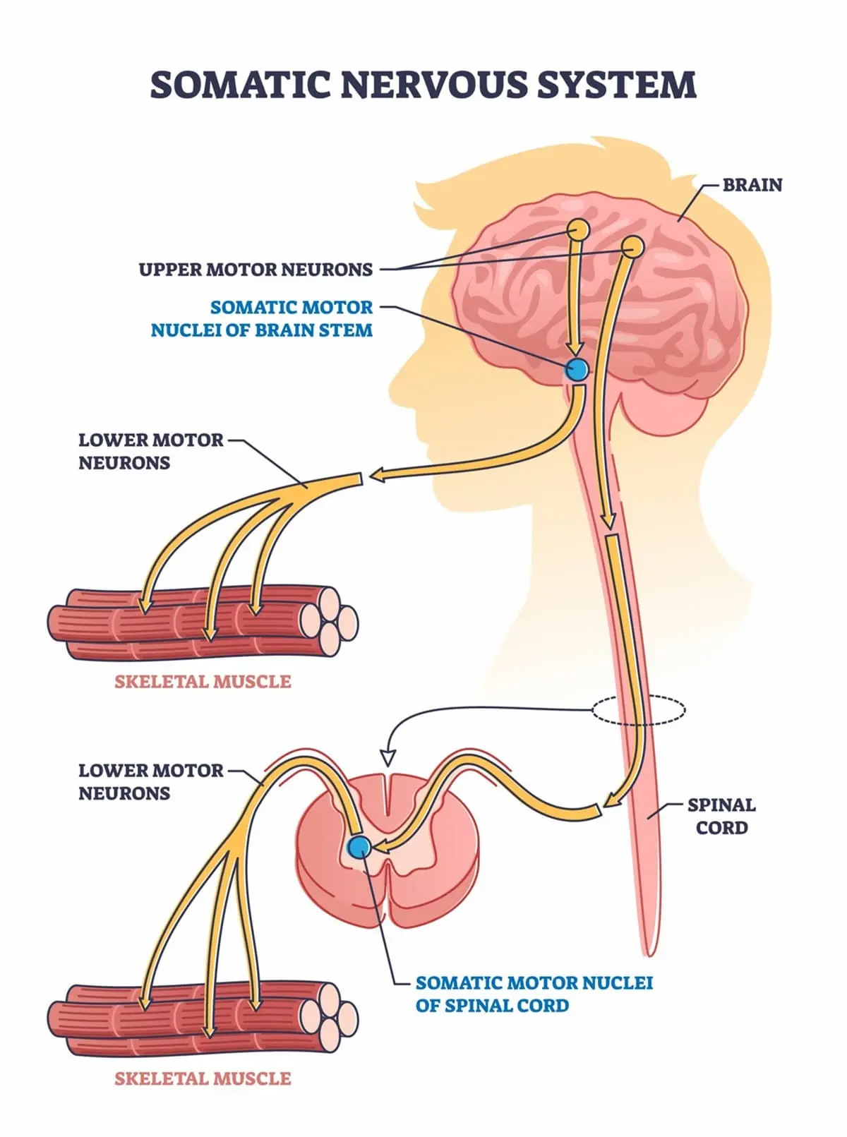 Somatic nervous system