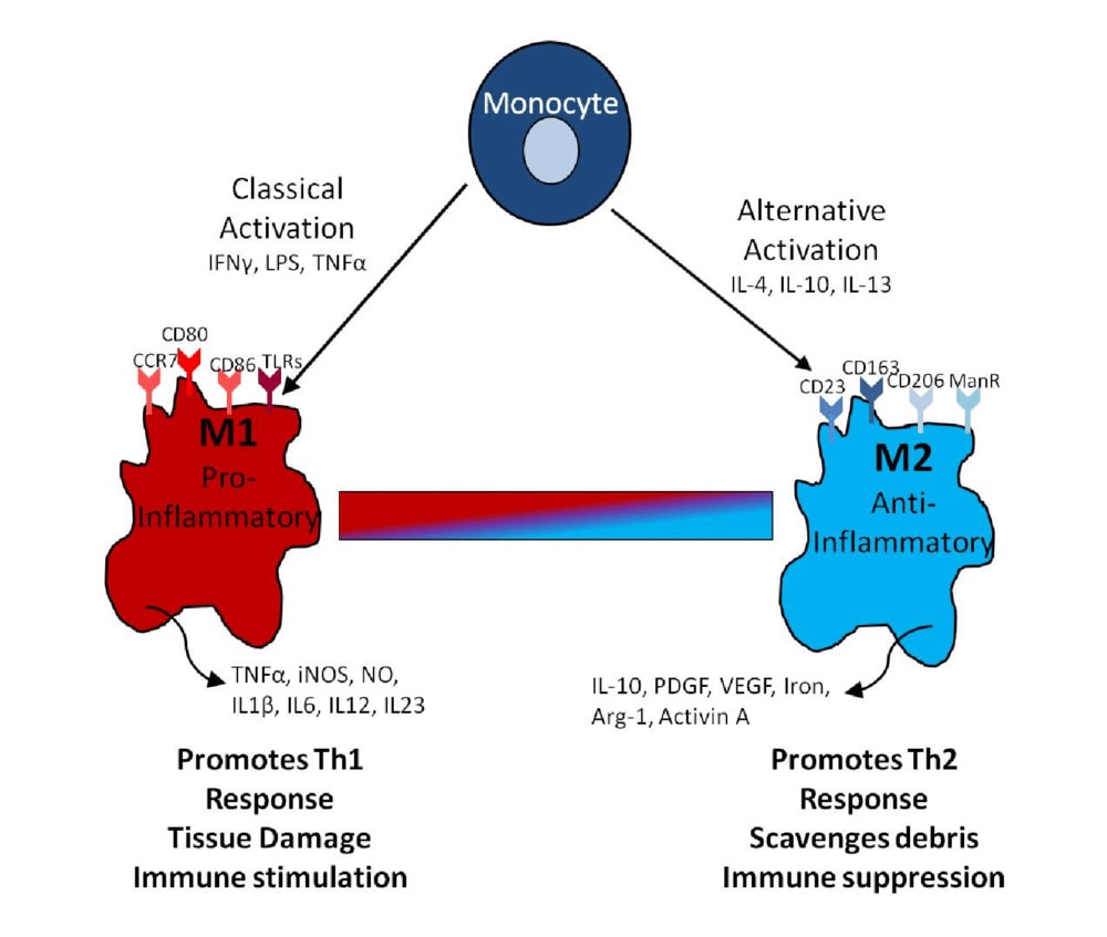 Macrophages in the treatment of central nervous system diseases