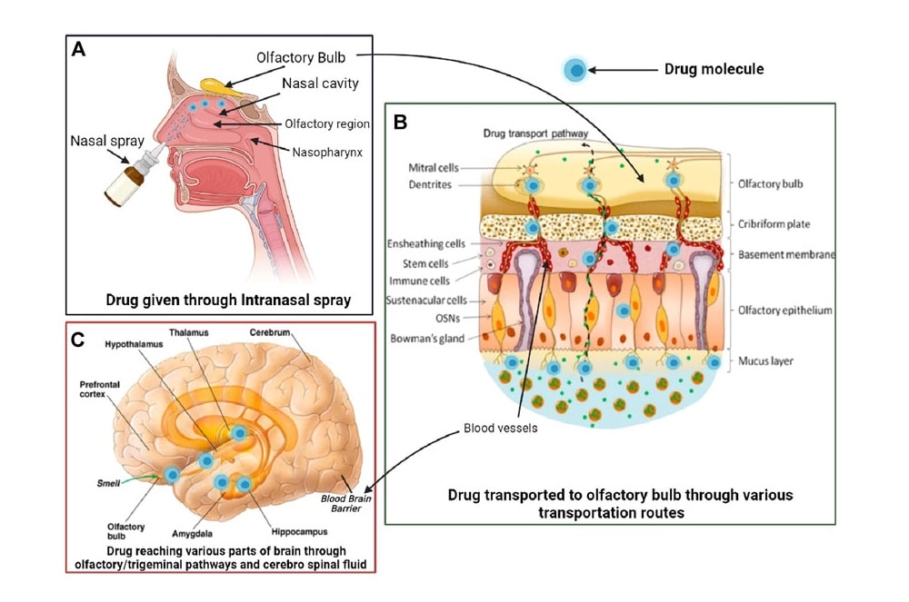 Macrophages in the treatment of central nervous system diseases