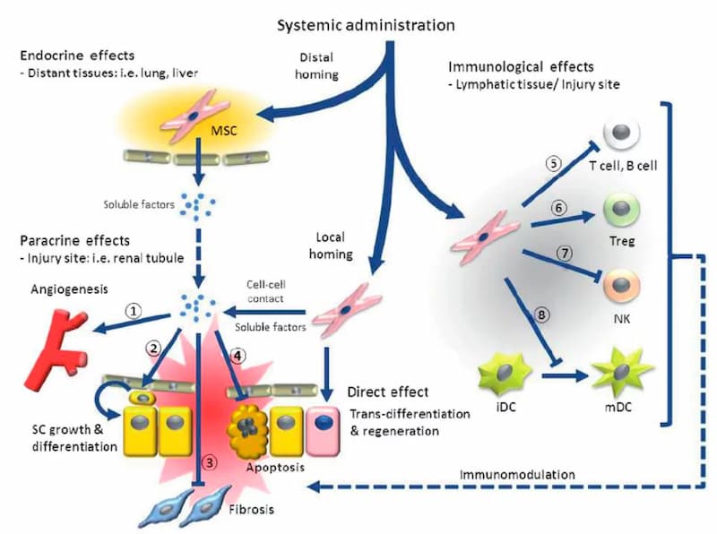 Terapia con cellule staminali per l’ipertensione