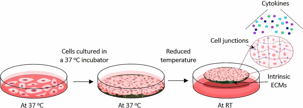 What Diseases Can Be Treated with Stem Cell Therapy?