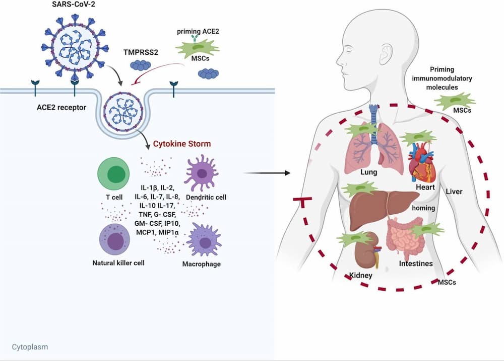 Can Stem Cell Therapies Stimulate the Formation of Tumors?