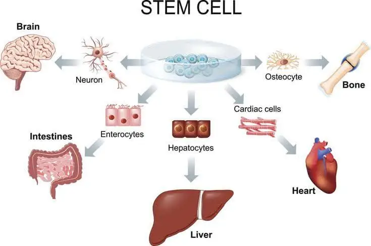 What Diseases Can Be Treated with Stem Cell Therapy?