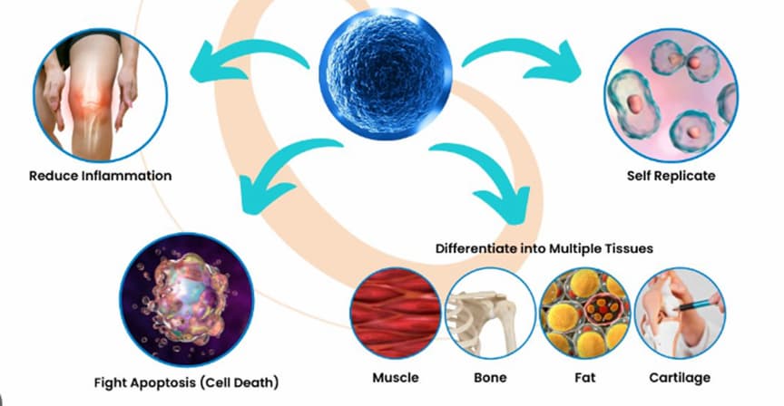 Stem Cell Treatment and Research in the USA