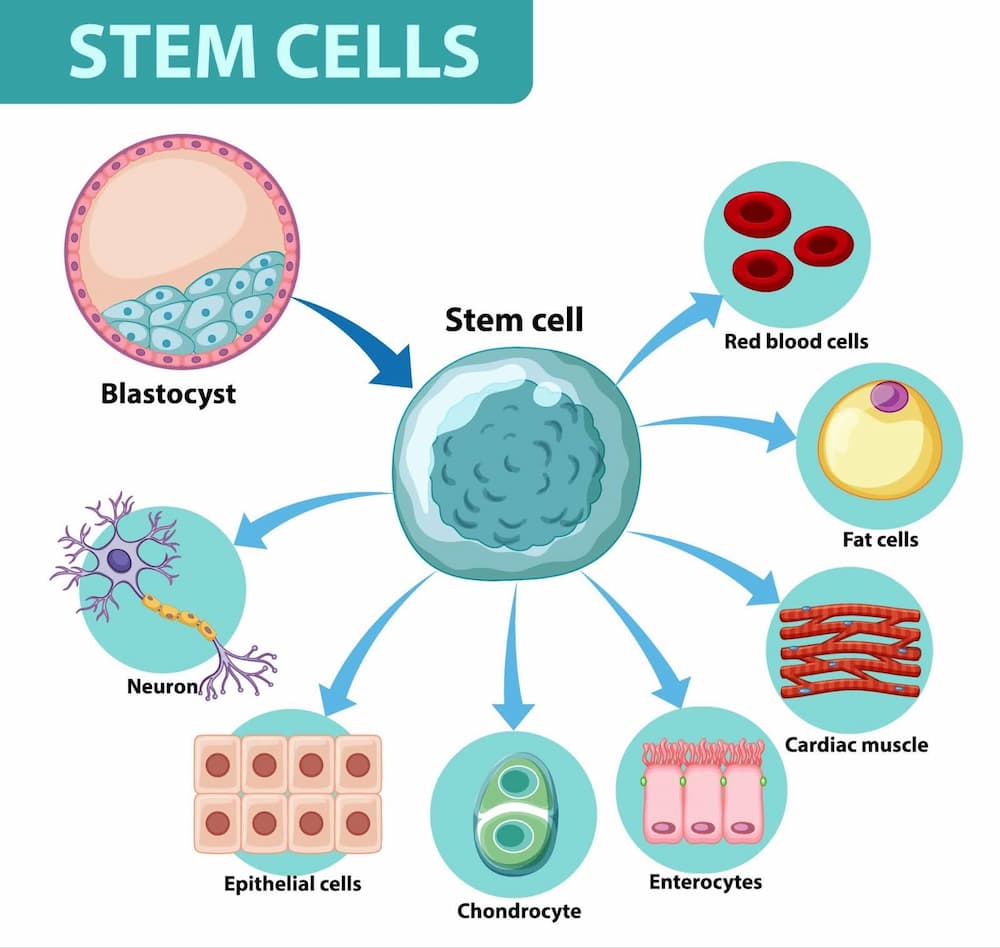 Cerebral Small Vessel Disease Treatment With Stem Cells