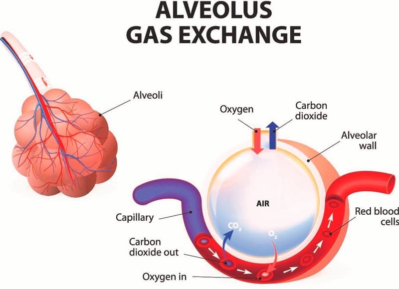 Traitement à Base de Cellules Souches pour la Fibrose Pulmonaire 