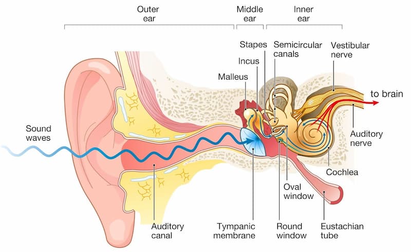 Stem Cell Therapy for Hearing Loss and Deafness