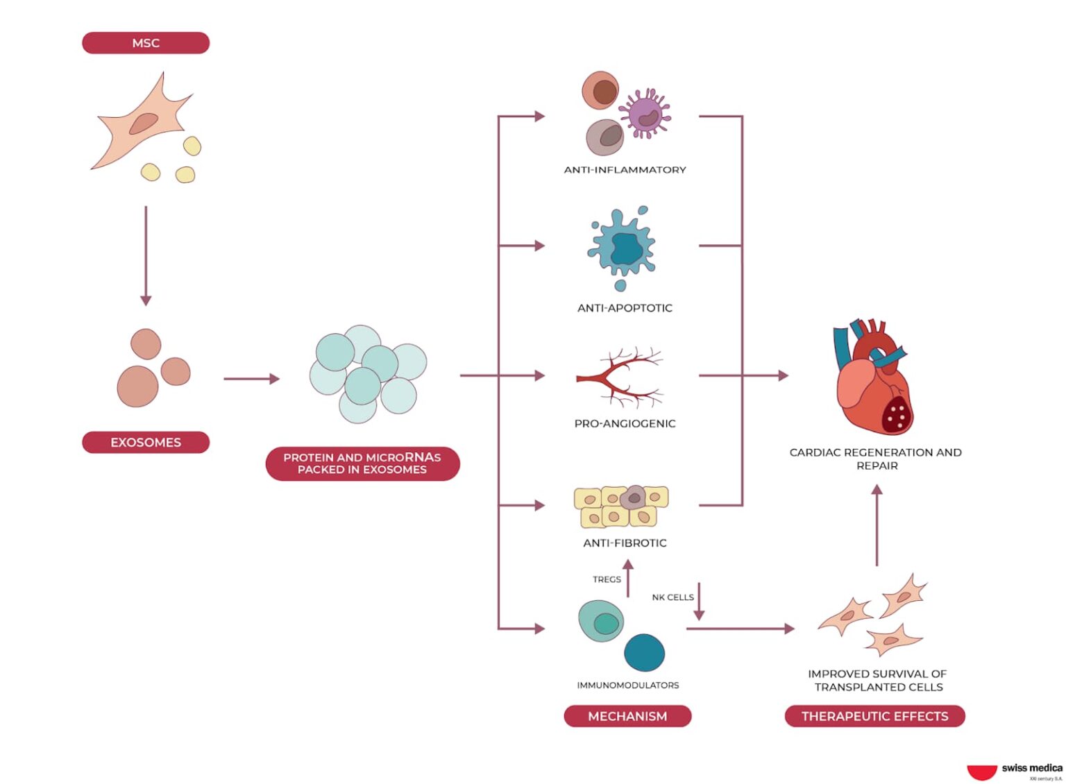 Stem Cell Therapy for Heart Attack Patients | Swiss Medica