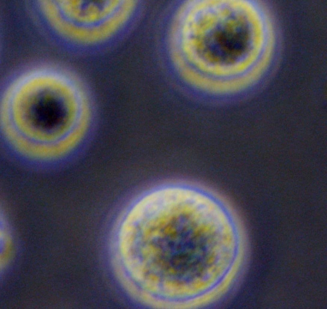 mesenchymal-sc.jpg