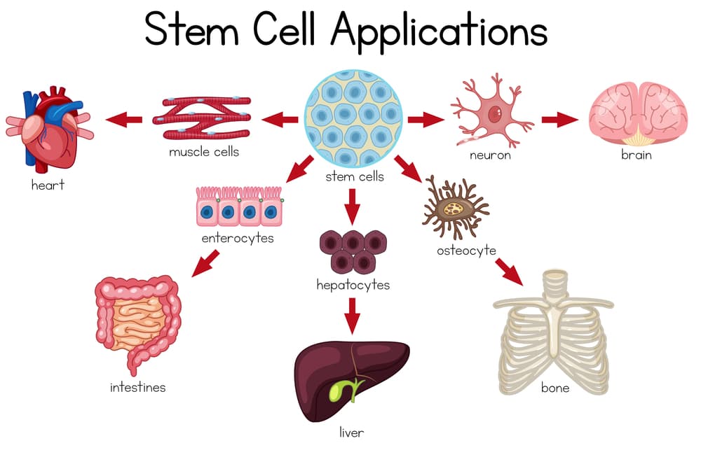 Stem Cell Treatments in the USA: Advances, Access, and What Lies Ahead